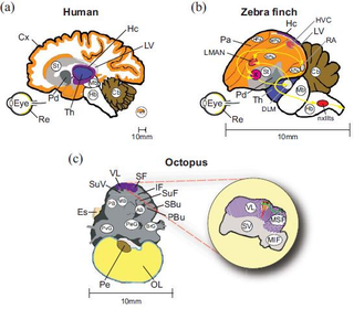 Illustration for article titled Three arguments for the consciousness of cephalopods